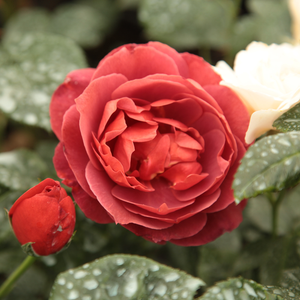Vrtnice Floribunda - Roza - Wekpaltlez - 